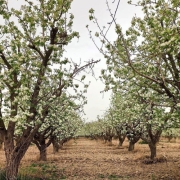 باغ سیب مهرشهر