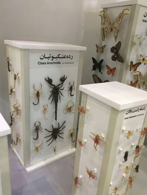 حشرات موزه حیات وحش دارآباد