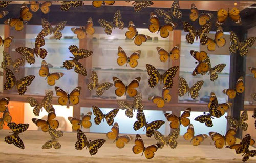سالن پروانه ها موزه حیات وحش دارآباد
