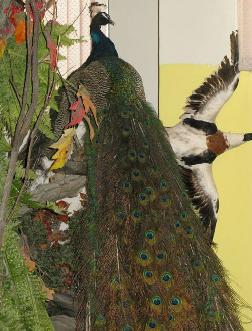 سالن طاووس موزه حیات وحش دارآباد